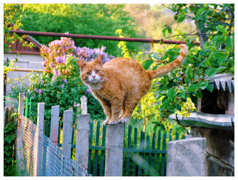 рыжий кот в деревне фото
