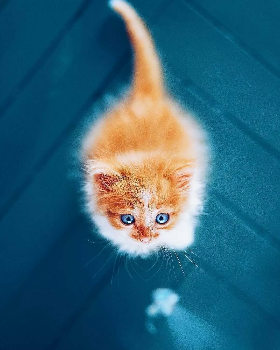 рыжий котенок аватарка фото