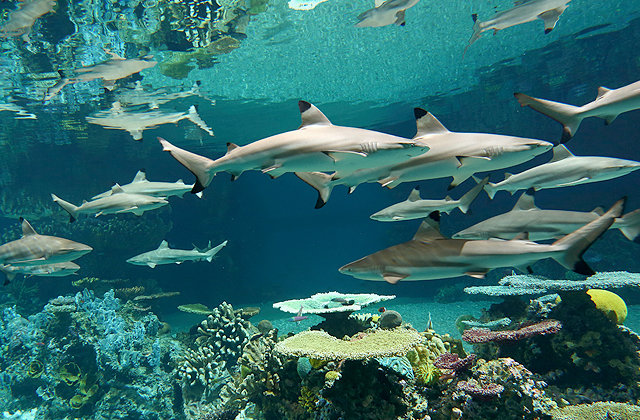 sea life sydney aquarium, австралия фото