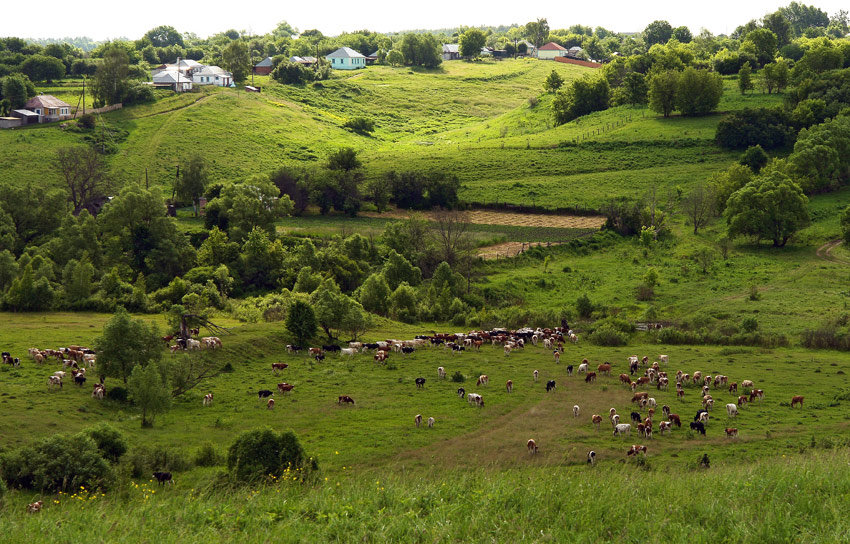 село летом фото