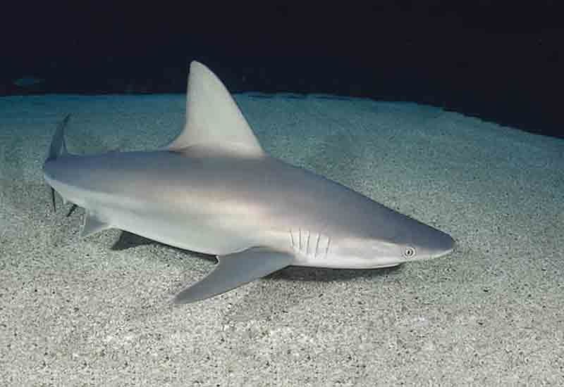 серо-голубая акула carcharhinus plumbeus фото
