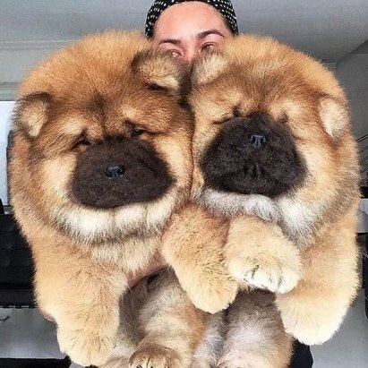 щенок чау чау фото