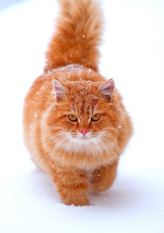 сибирская кошка рыжая фото