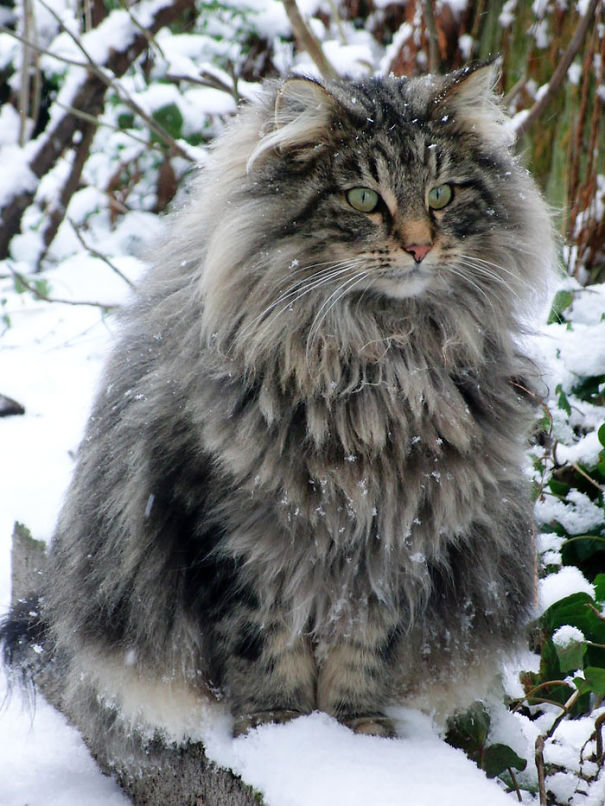 сибирская лесная кошка фото