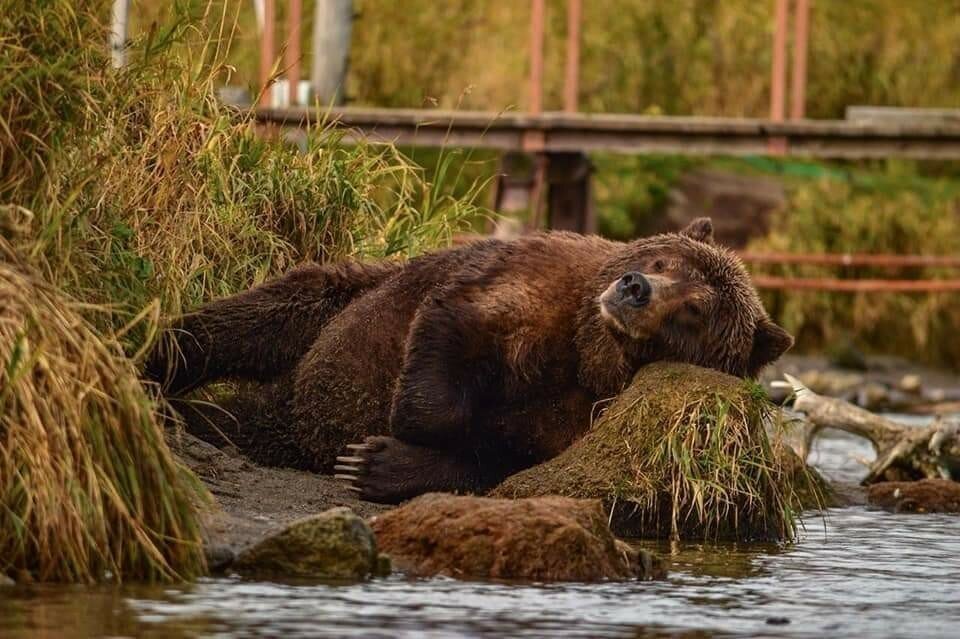 сибирский бурый медведь фото