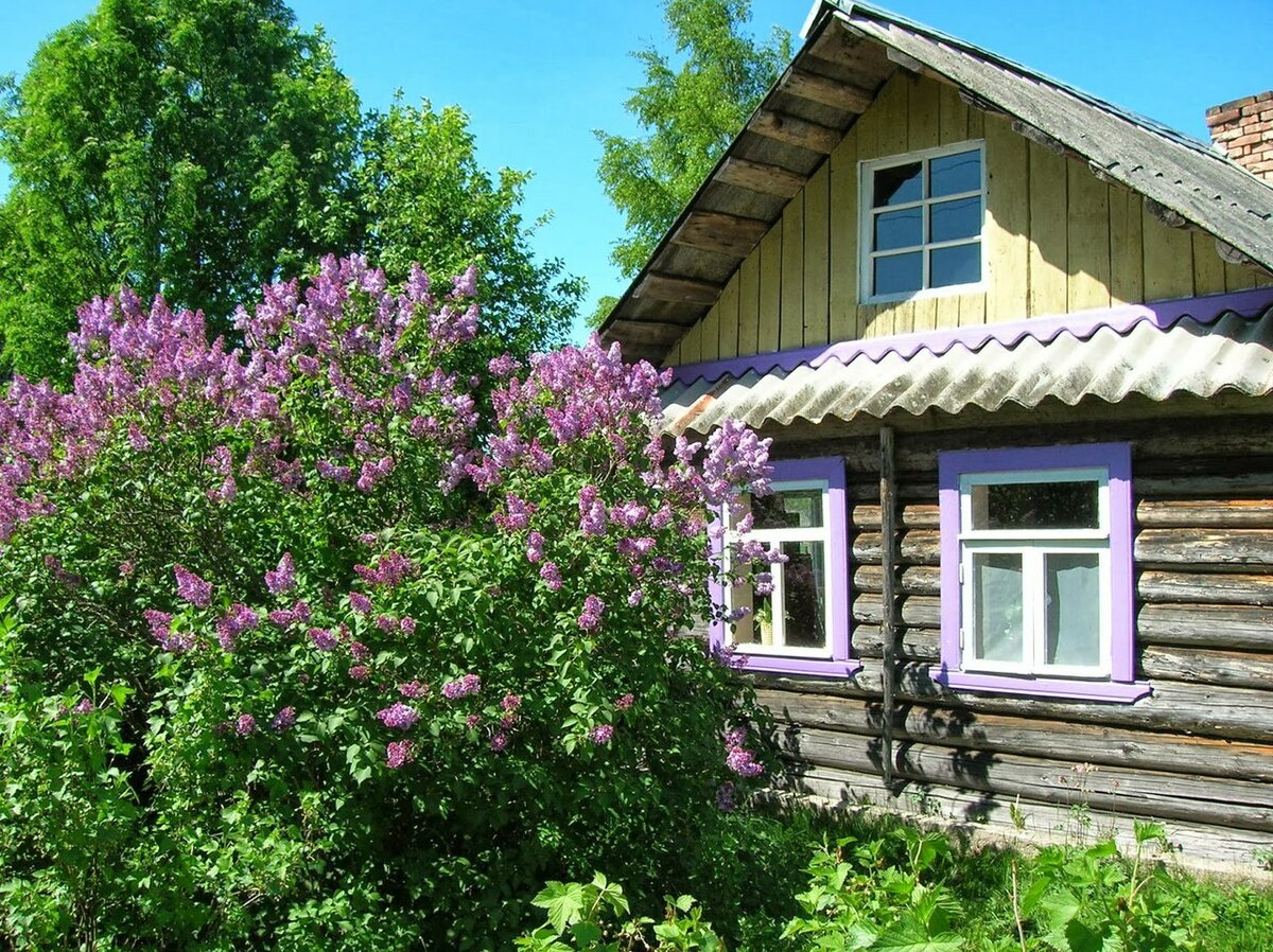 сирень у дома картинки фото
