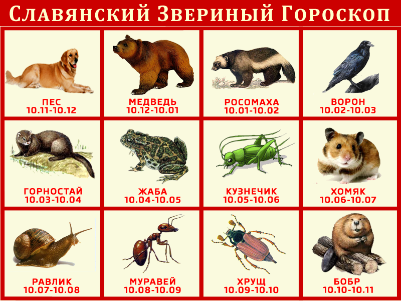 славянский звериный гороскоп фото