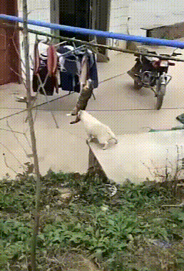 смешная гифка фото