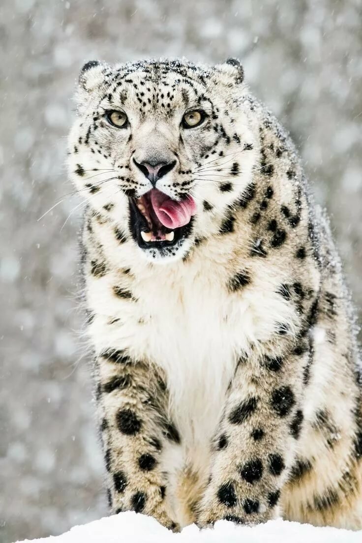 снежный барс самец фото