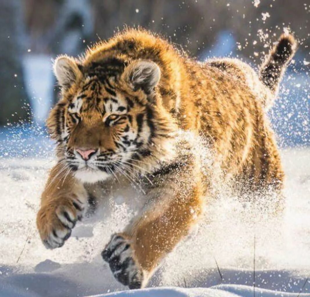 снежный тигр фото
