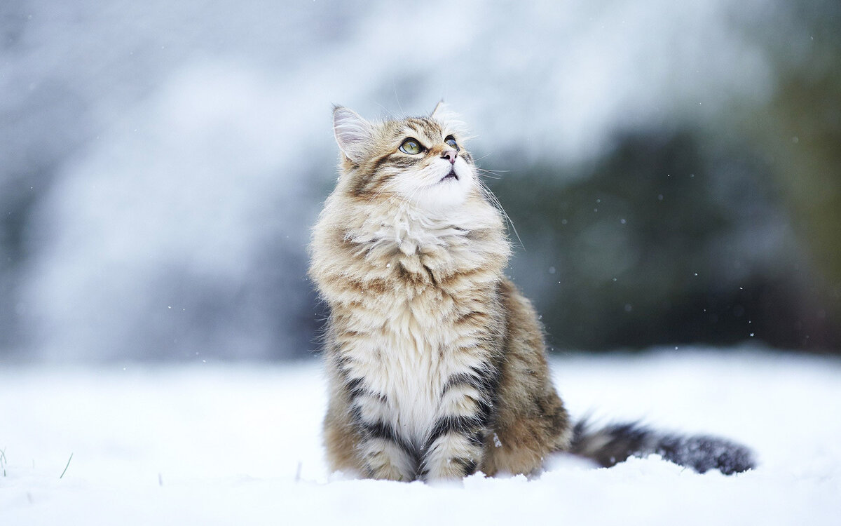 snow cat фото