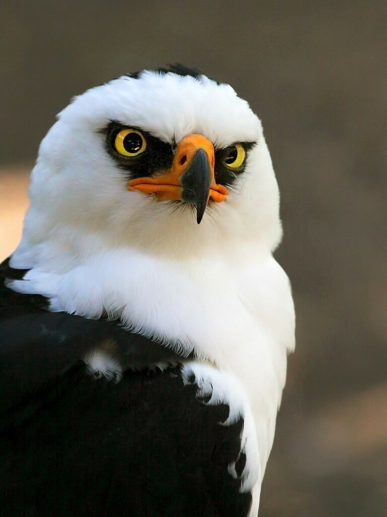 spizaetus melanoleucus фото