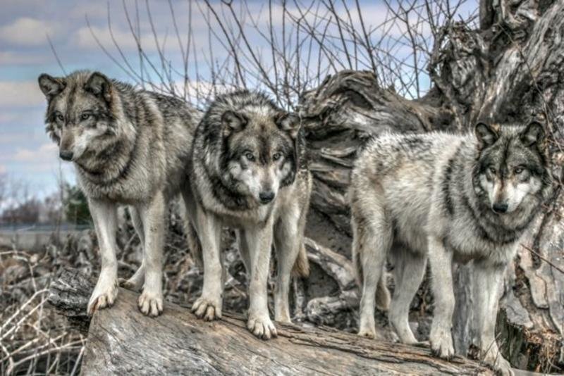 стая волков фото