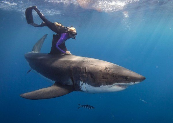 swimming with sharks фото
