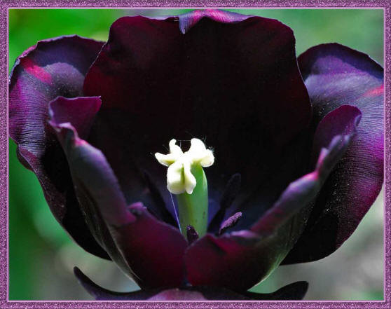 the black tulip черный тюльпан фото