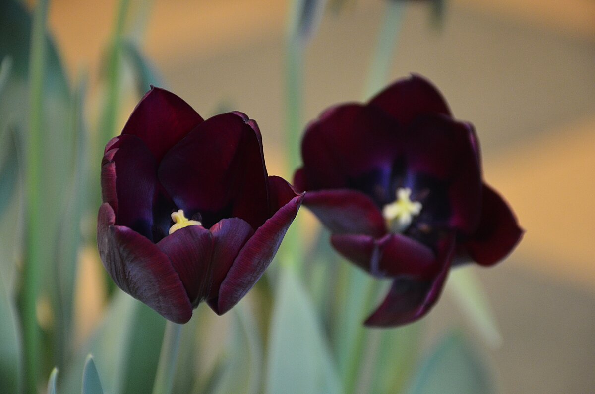 the black tulip черный тюльпан фото