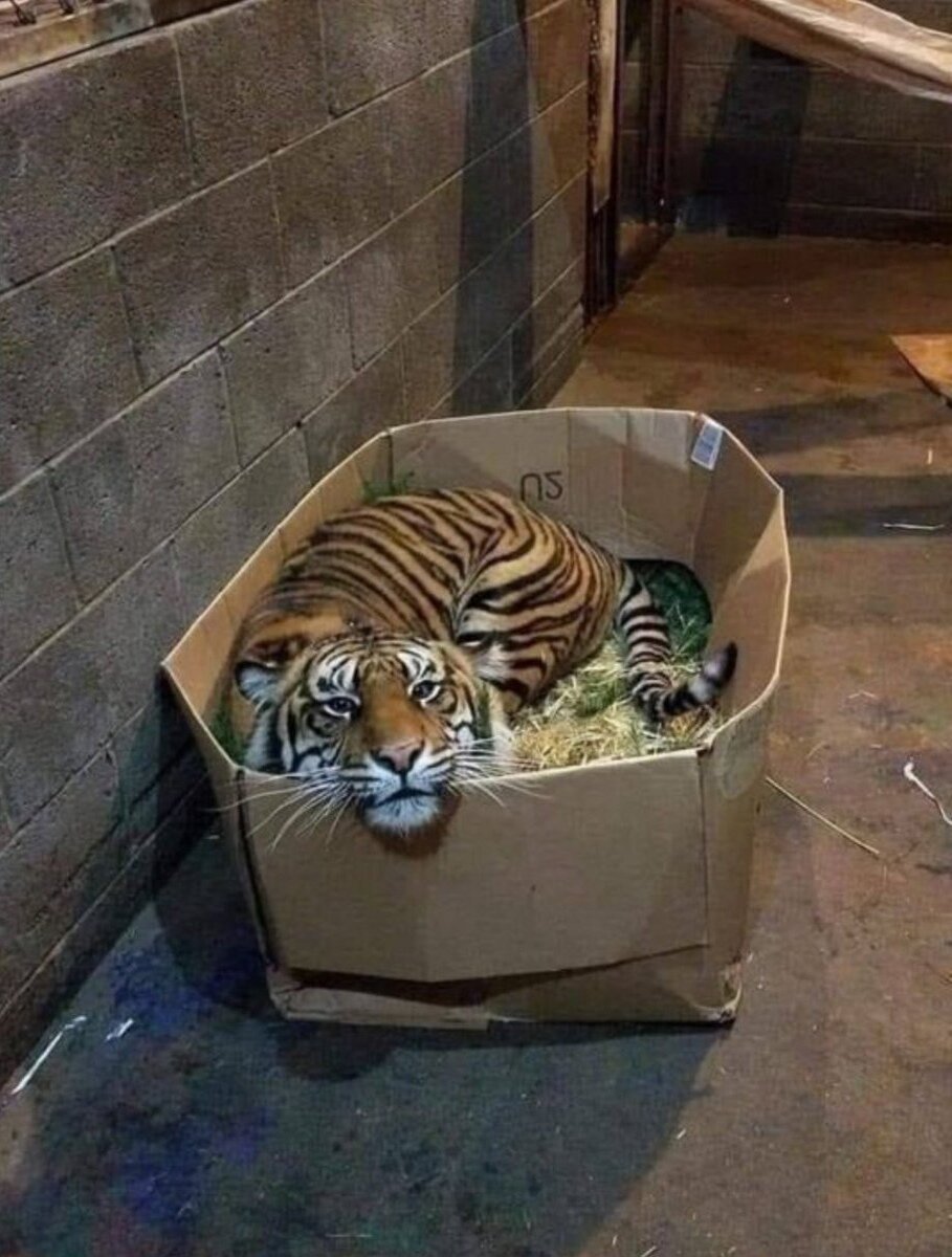 тигр в коробке фото