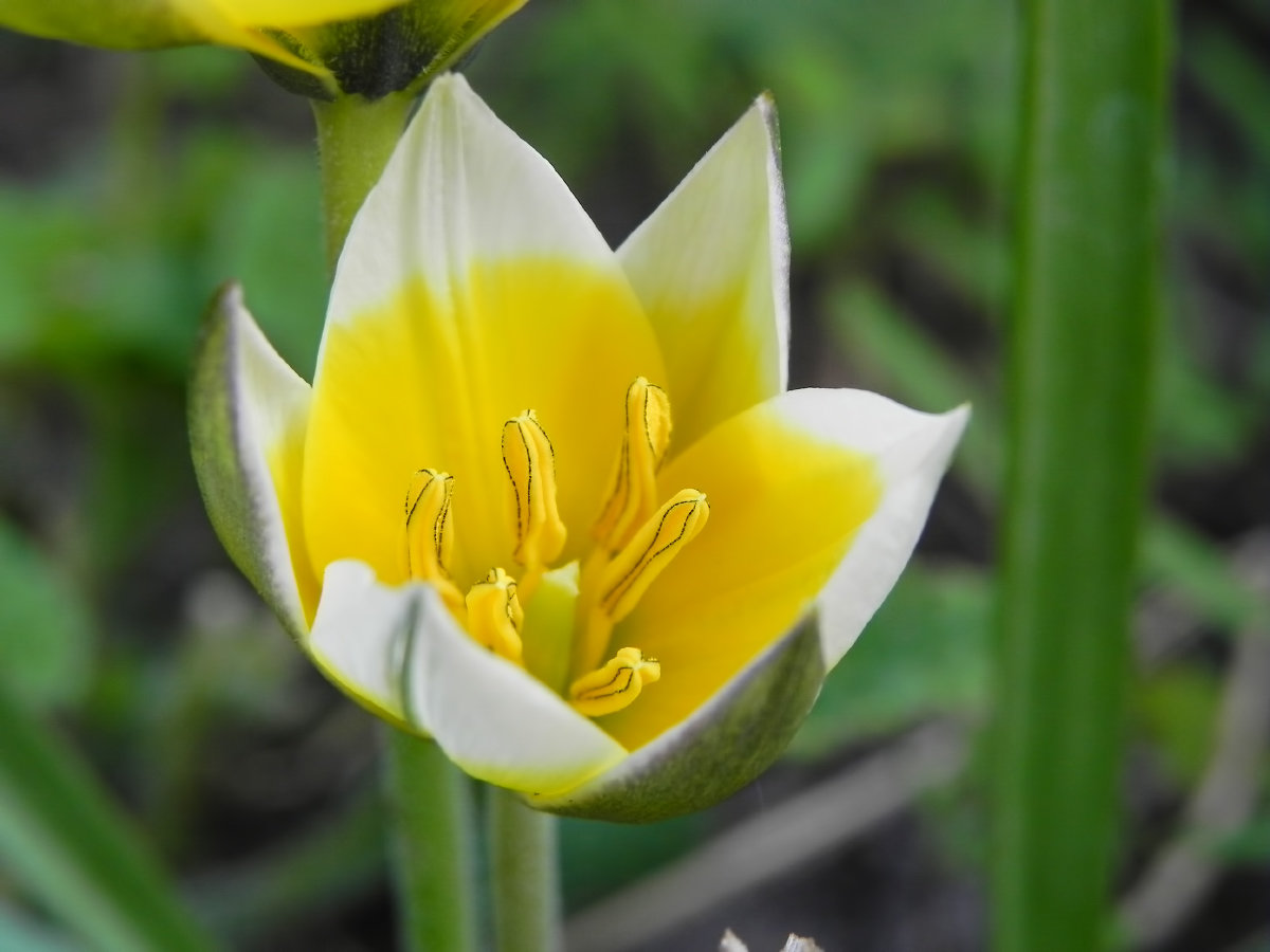 цветок tulipa tarda фото
