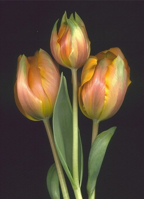 tulip фото