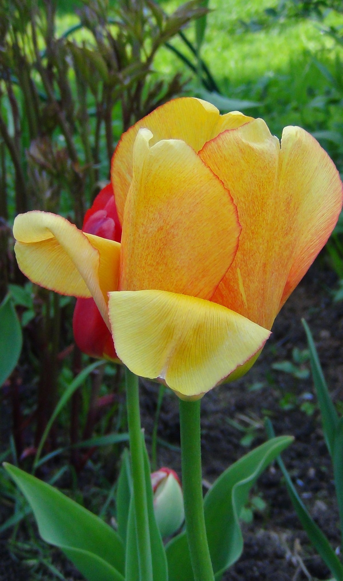tulipa gudoshnik фото