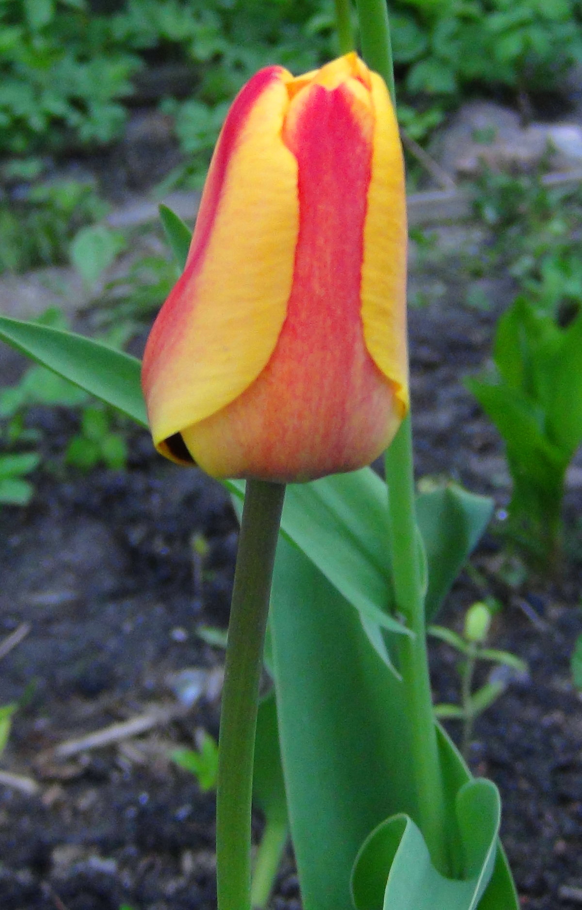 tulipa kaufmanniana тюльпан кауфмана фото