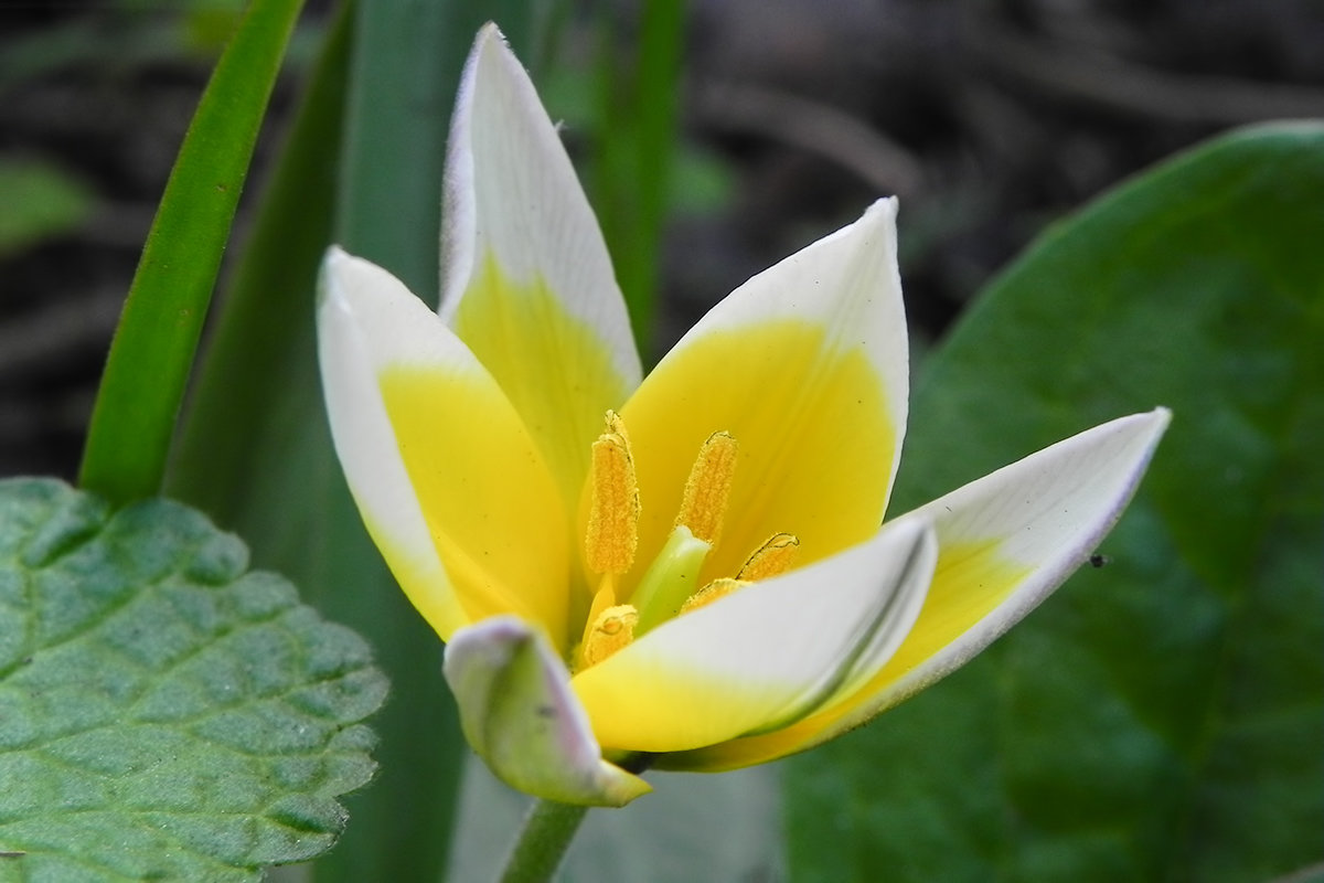 tulipa tarda (dasystemon) тюльпан тарда фото