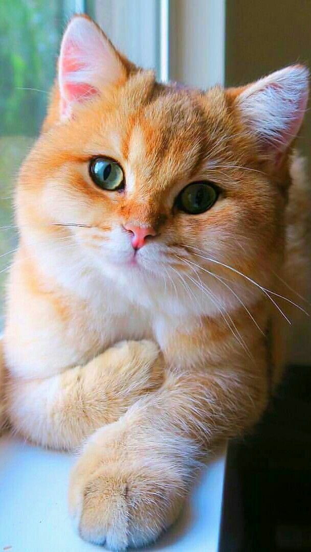 туть котик фото