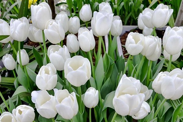 тюльпан agrass white фото