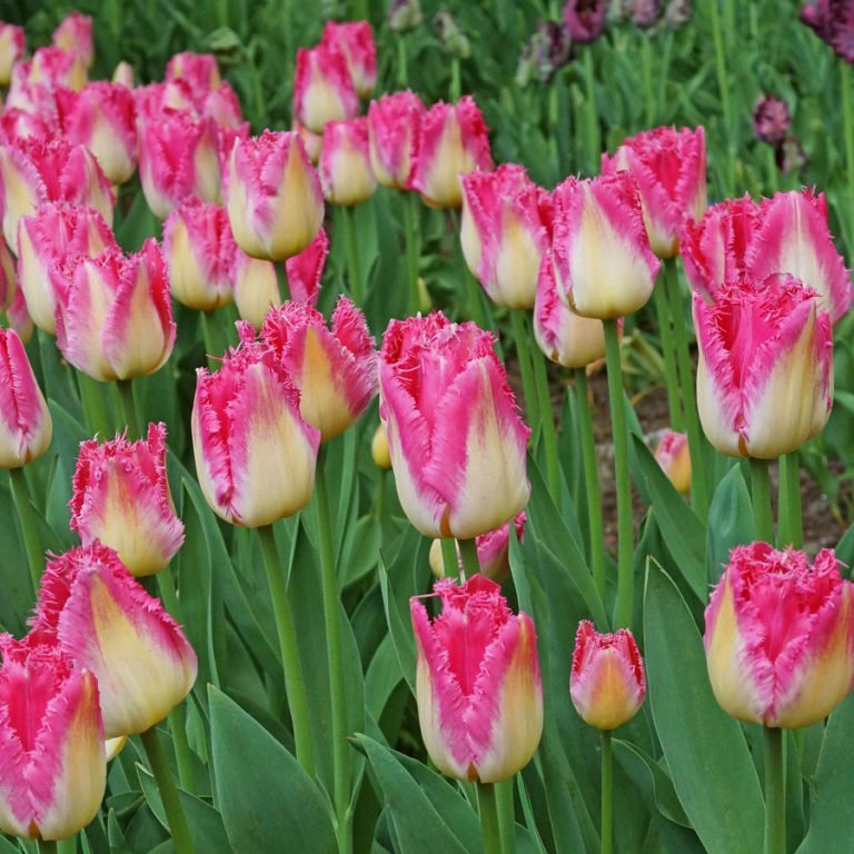 тюльпан ауксер фото