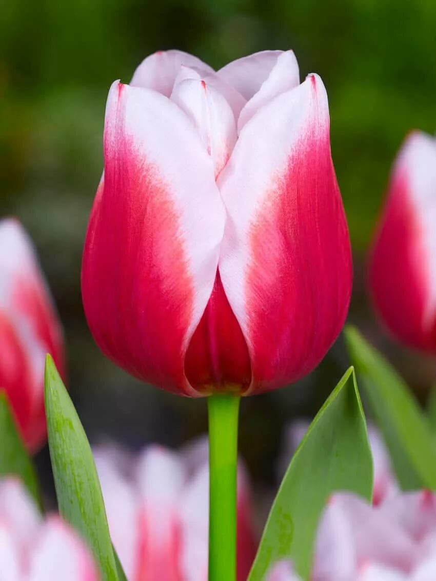 тюльпан dutch design фото