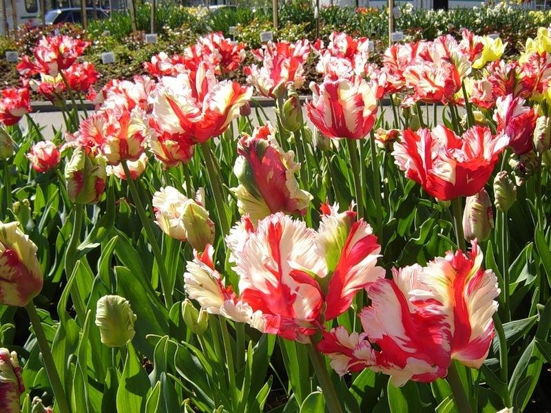 тюльпан estella rijnveld фото