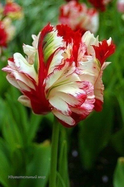 тюльпан estella rijnveld фото
