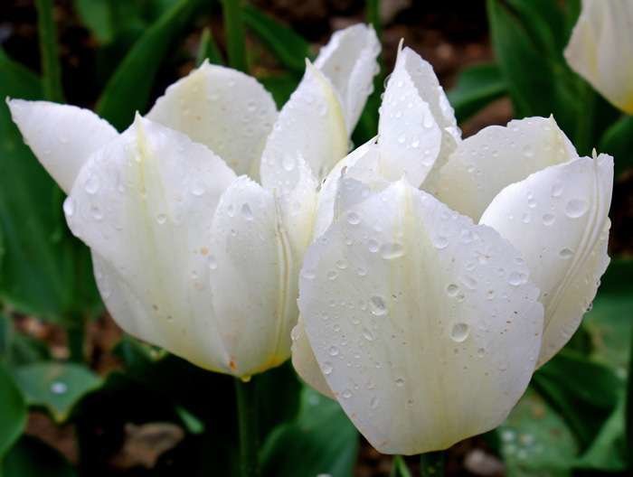 тюльпан лилиецветный white triumphator фото