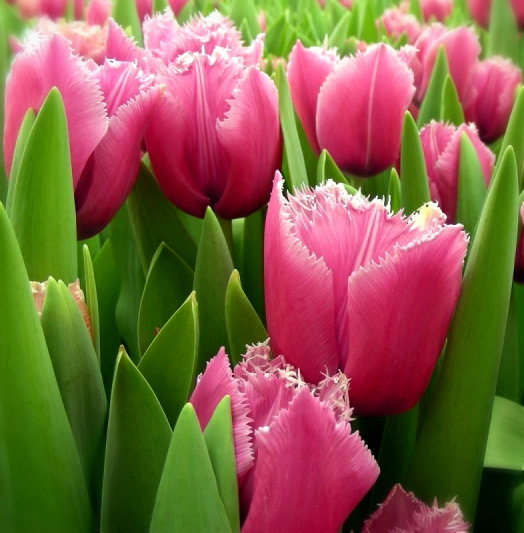 тюльпан лувр (tulipa louvre) фото