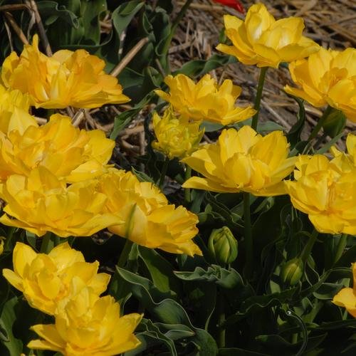 тюльпан monte peony фото