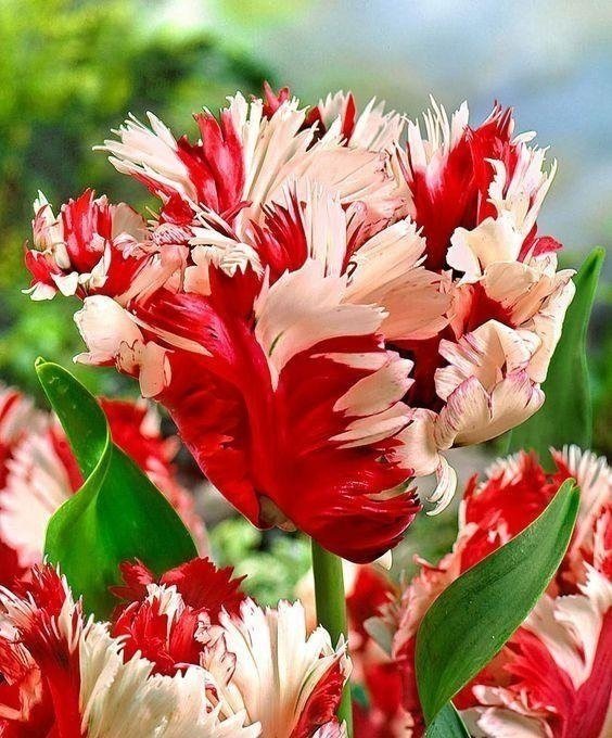 тюльпан попугайный estella rijnveld фото