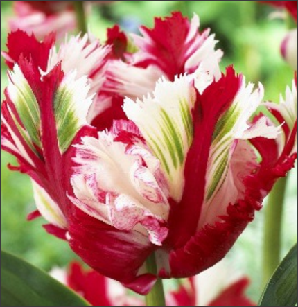 тюльпан попугайный эстелла рижнвельд фото