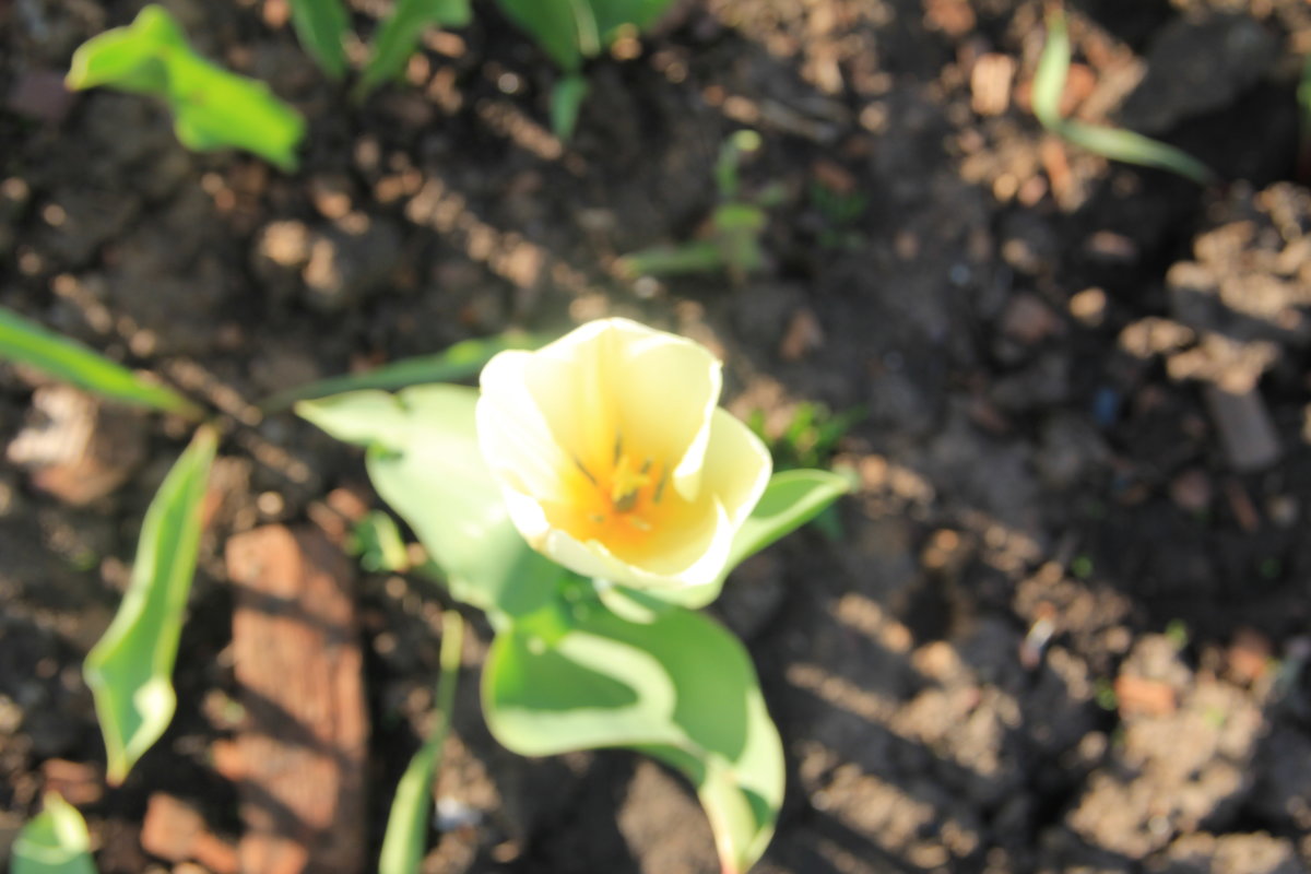 тюльпан ранний tulipa single early сорт «sun burst» фото