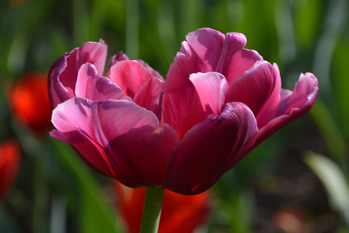 тюльпан сиреневый махровый tulipa фото