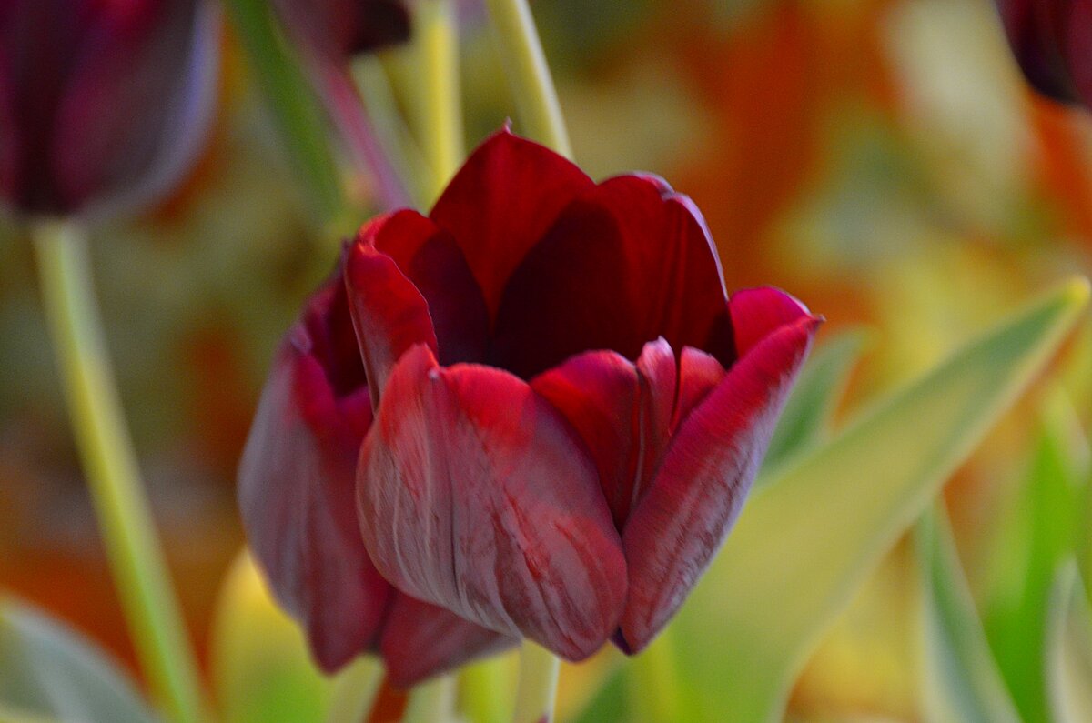 тюльпан tulipa ronaldo фото