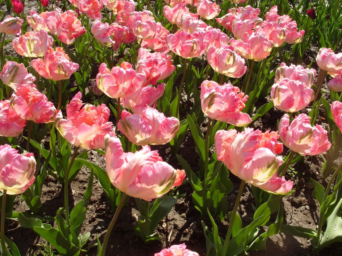тюльпан up pink фото