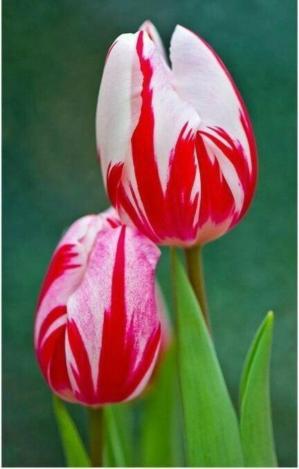 тюльпан ворлд экспрешн (tulip world expression) фото