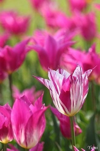 тюльпаны china pink фото