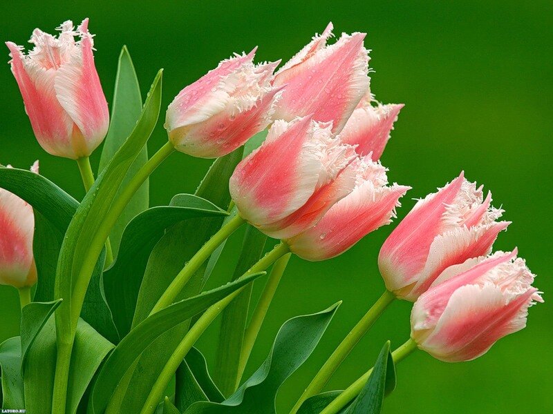 тюльпаны фото высокого разрешения фото