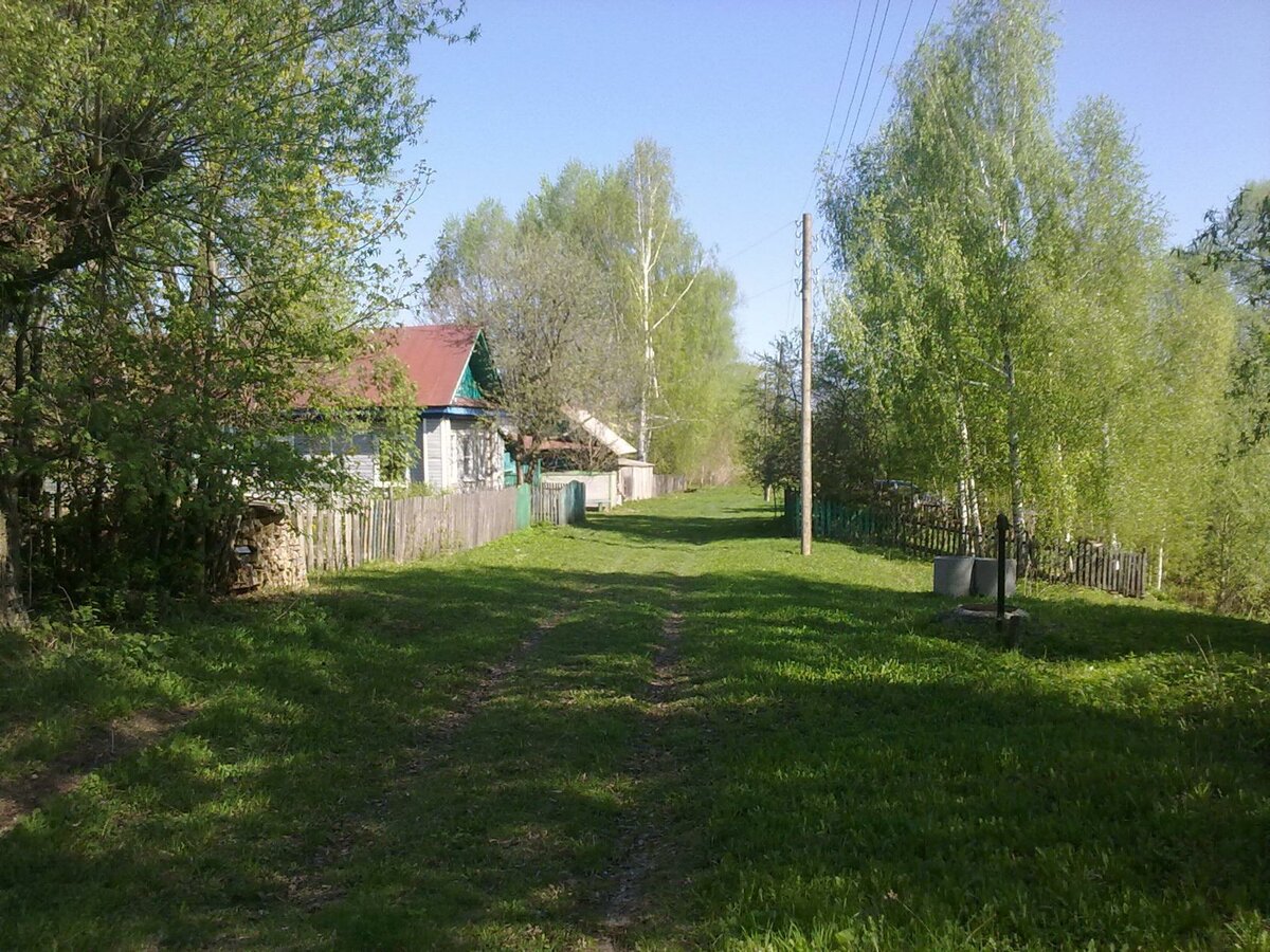 участок в деревне с березами фото