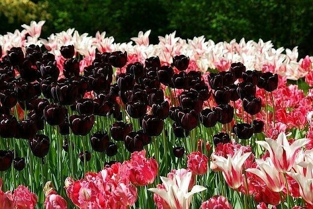 весенние цветы черный тюльпан фото
