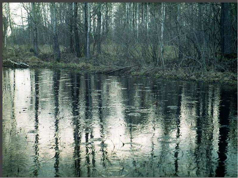 весенний дождь в лесу фото