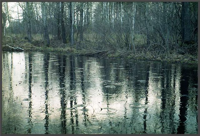 весенний дождь в лесу фото