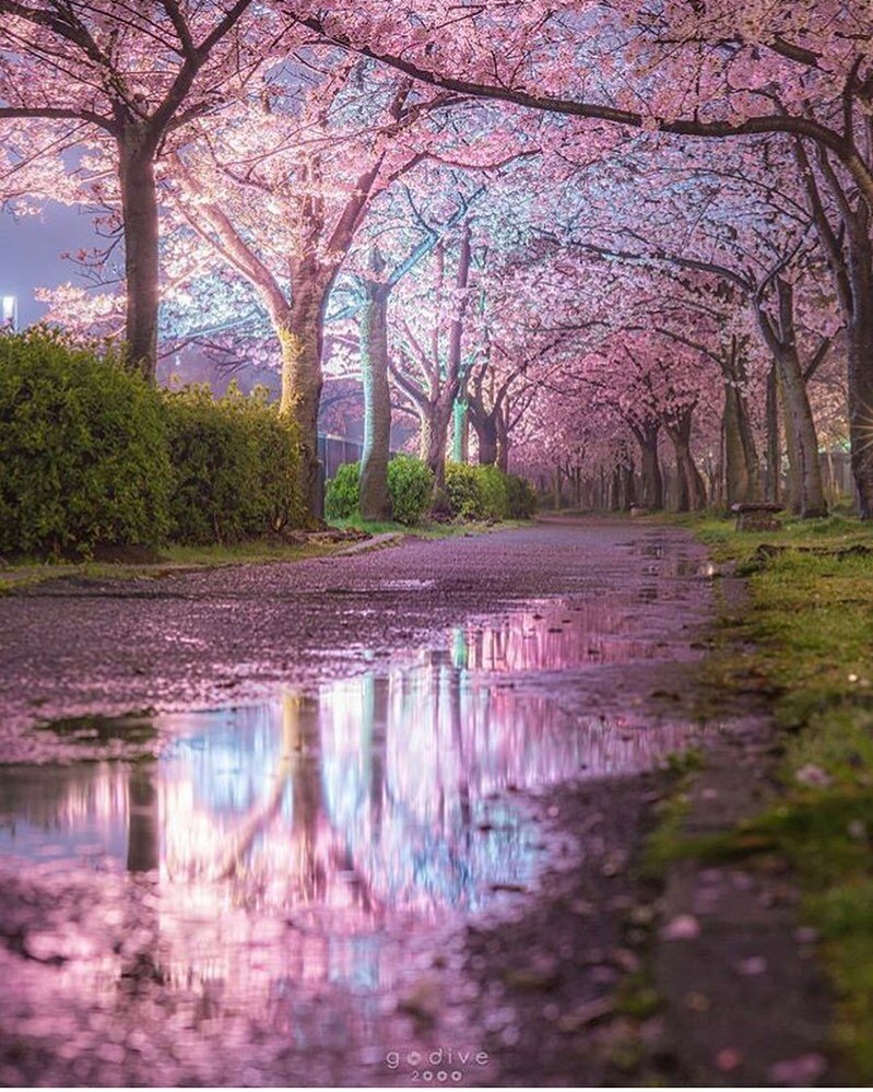 весенний пейзаж сакура фото