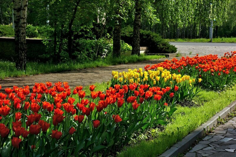 весна природа солнце тюльпаны парк фото